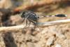 152454 – Photo : Gerard VIGO – Oman