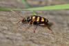 152700 – Photo : Thierry Madigou – France (35)