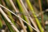 152702 – Photo : Thierry Madigou – France (35)