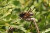 152611 – Photo : Thierry Madigou – France (74)