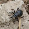 Liparus coronatus