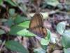 152723 – Photo : Christophe Girod – Suriname