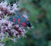 152963 – Photo : Catherine Reymonet-Smitten – France (31)