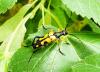 Rutpela maculata