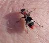 Thanasimus formicarius