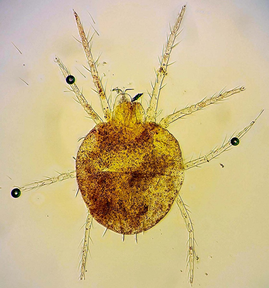 Guillaume JACQUEMIN - Eurytetranychus buxi - réf. 152044 (1120 x 1200 pixels, 217 ko)