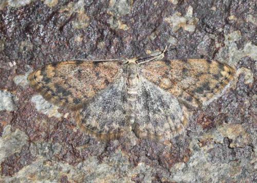 Réf. 153 443 : Scopula rufomixtaria