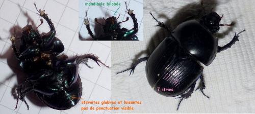 Réf. 153 835 : Geotrupes spiniger