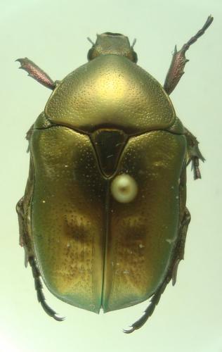 Réf. 153 547 : Potosia cuprea