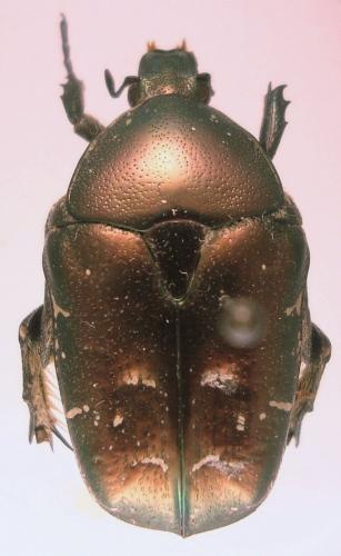 Réf. 153 551 : Potosia cuprea
