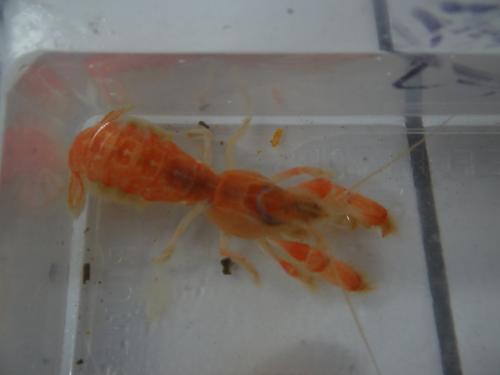 Upogebia deltaura
