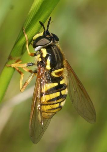 Chrysotoxum sp.