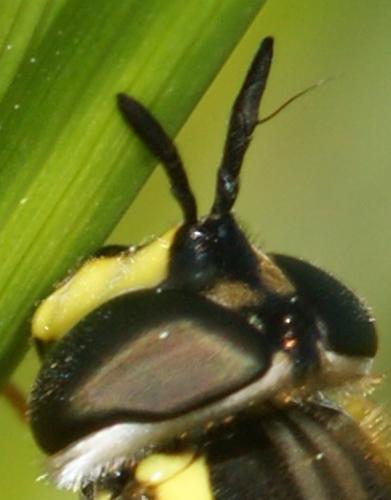 Chrysotoxum sp.