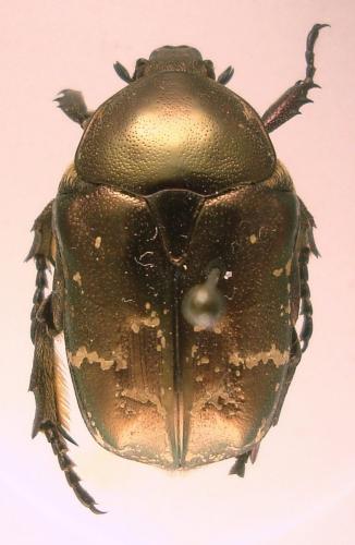 Réf. 153 560 : Potosia cuprea