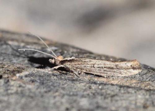 Ypsolopha ustella
