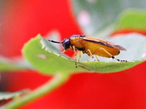 Arge ochropus