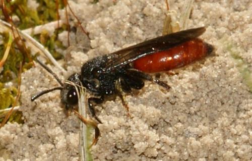 Réf. 153 842 : Sphecodes sp.