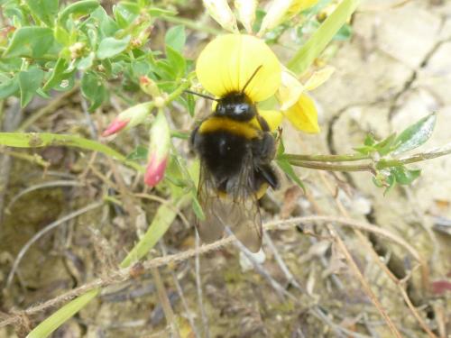 Bombus sp.