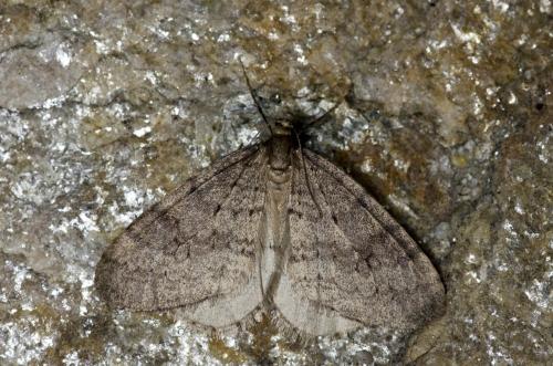 Operophtera brumata