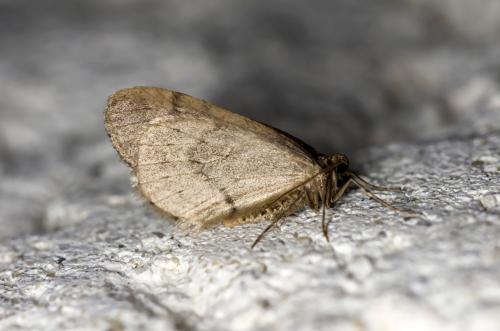 Operophtera brumata