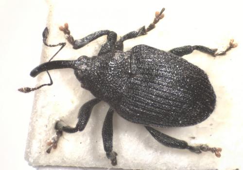 Réf. 153 819 : Ceutorhynchus sp.
