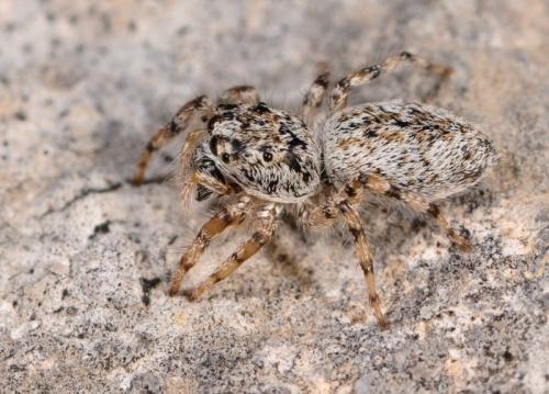 Réf. 153 224 : Salticus conjonctus
