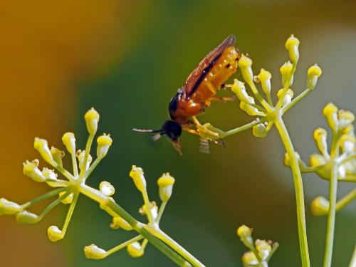 Arge ochropus
