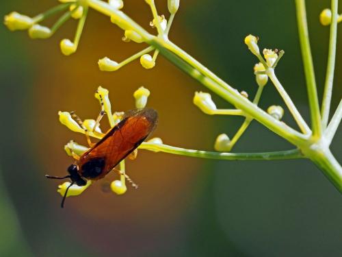 Arge ochropus