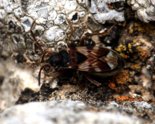Réf. 153 008 : Scolopostethus patruelis