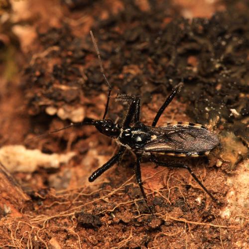 Réf. 153 510 : Sphedanolestes lividigaster