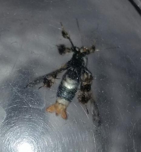 Tyrictaca hyalina