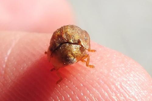 Réf. 153 315 : Hypocassida sp.