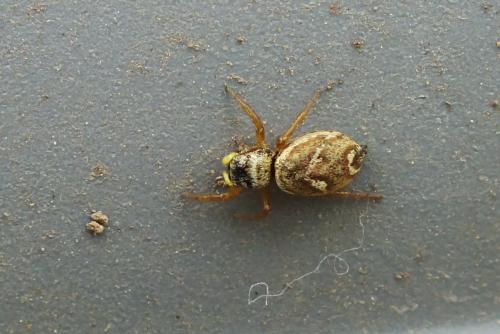 Heliophanus tribulosus