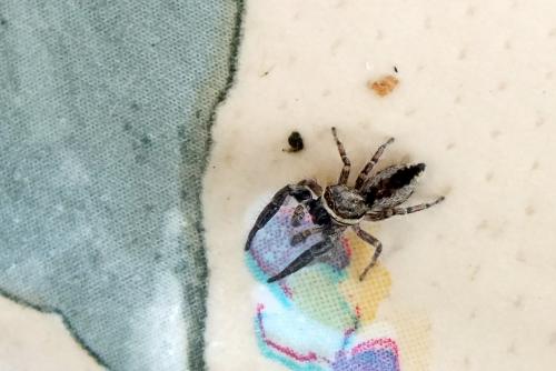 Pseudicius encarpatus