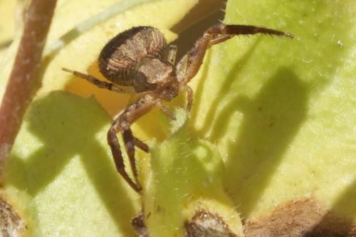 Xysticus sp.