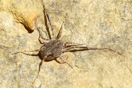 Réf. 153 652 : Lophopilio palpinalis