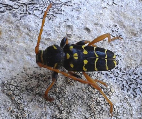 Plagionotus arcuatus