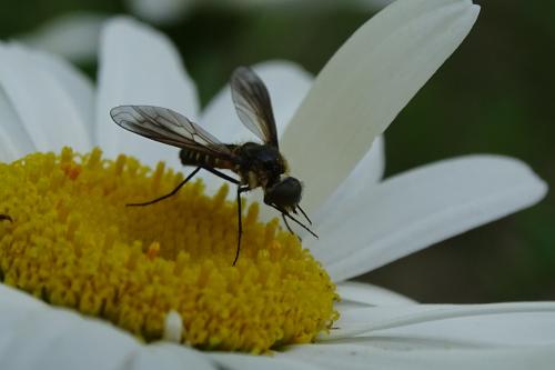 Lomatia lateralis