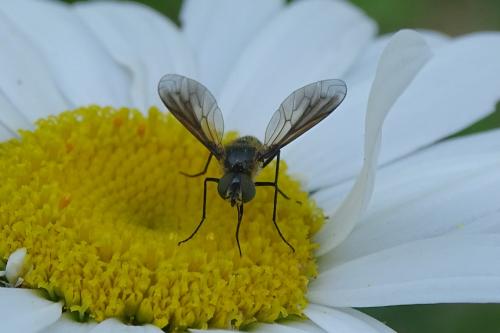 Lomatia lateralis