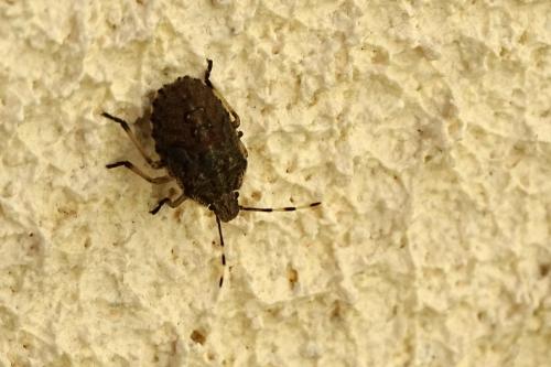 Rhaphigaster nebulosa
