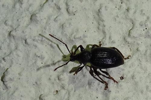 Otiorhynchus sp.