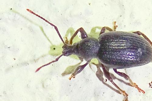 Otiorhynchus sp.