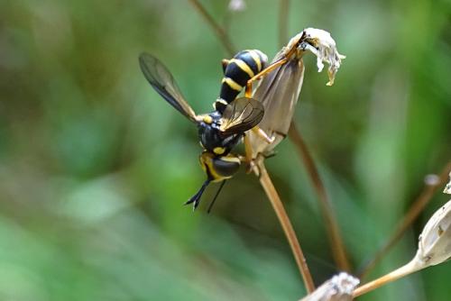 Conops scutellatus