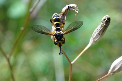 Conops scutellatus