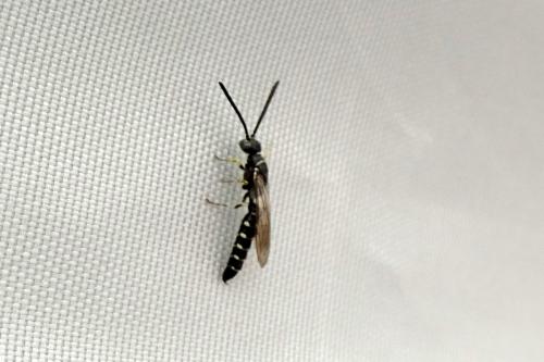 Meria sp.