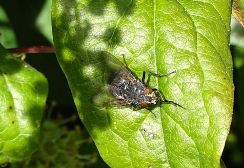 Réf. 153 227 : Calliphora sp.