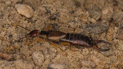 Forficula auricularia