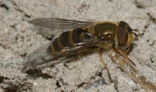 Réf. 153 954 : Syrphus torvus
