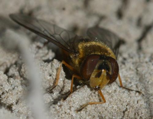 Réf. 153 956 : Syrphus torvus