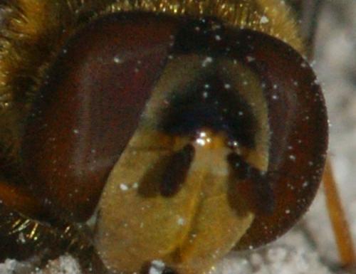 Syrphus torvus